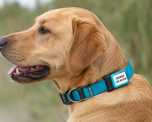 Hundehalsbånd merke